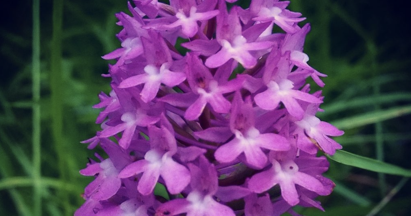 Orchidee spontanee del Parco Nazionale